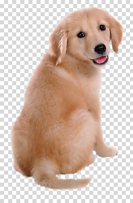 동물 편집 편집이미지 한마리 반려견 포유류 누끼 사람없음 반려동물 개 골든리트리버 강아지 PNG 반려 편집소스 1 리트리버 파일형식