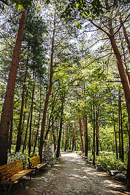 포토 JPG 주간 나무 여행 벤치 풍경 사람없음 야외 강원도 숲길 강릉 노추산 모정탑길 국내포토 자연요소 식물 길 의자 산 한국 파일형식