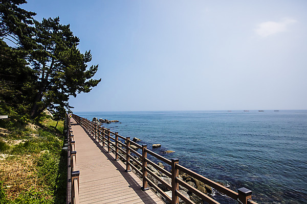 포토 JPG 주간 나무 바다 여행 하늘 풍경 사람없음 야외 강원도 동해 속초 외옹치해변 국내포토 자연요소 식물 한국 파일형식 속포