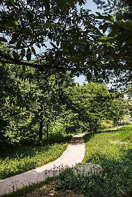 포토 JPG 주간 나무 길 여행 풍경 사람없음 야외 산책로 숲 강원도 속초 국내포토 자연요소 식물 한국 파일형식