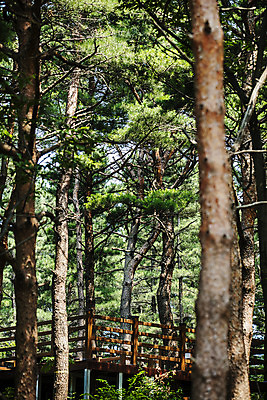포토 JPG 주간 길 여행 풍경 사람없음 야외 아웃포커스 산책로 소나무 숲 강원도 속초 국내포토 자연요소 나무 한국 촬영기법 파일형식