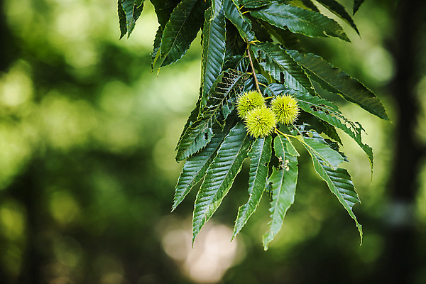 포토 JPG 주간 여행 풍경 근접촬영 사람없음 야외 아웃포커스 밤 밤송이 숲 강원도 밤나무 속초 국내포토 자연요소 나무 뷰포인트 한국 촬영기법 견과류 밤_견과류 파일형식