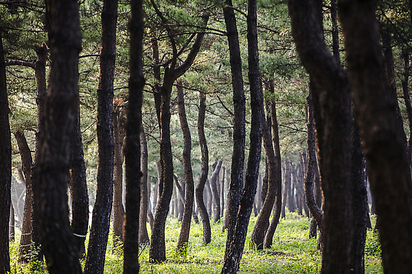 포토 JPG 주간 나무 여행 풍경 사람없음 야외 산책로 소나무 강원도 강릉 소나무숲 국내포토 자연요소 식물 길 한국 숲 파일형식