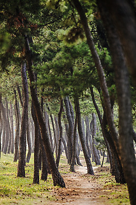 포토 JPG 주간 나무 여행 풍경 사람없음 야외 산책로 소나무 강원도 강릉 소나무숲 국내포토 자연요소 식물 길 한국 숲 파일형식
