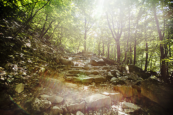 포토 JPG 주간 나무 여행 산 풍경 사람없음 햇빛 계곡 바위 강원도 무릉계곡 동해시 국내포토 자연요소 식물 한국 태양 돌_바위 파일형식