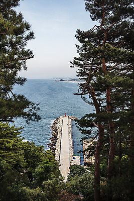 포토 JPG 주간 나무 바다 여행 등대 풍경 사람없음 야외 방파제 강원도 양양군 죽도해변 국내포토 자연요소 식물 공공시설 한국 양양 파일형식