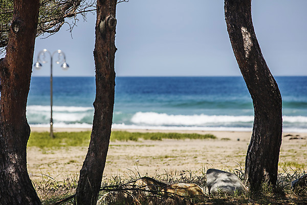 포토 JPG 주간 나무 파도 바다 여행 풍경 사람없음 야외 강원도 고성_강원도 국내포토 자연요소 식물 한국 파일형식