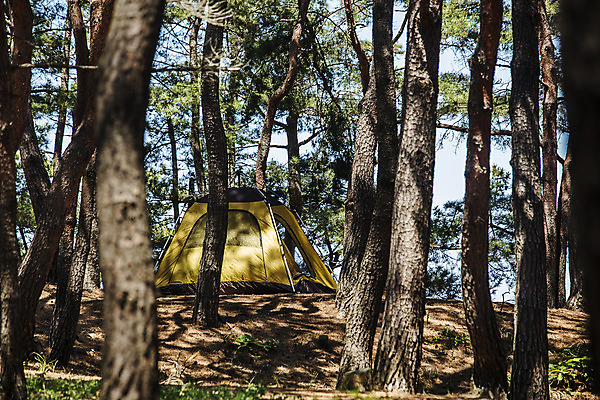 포토 JPG 주간 나무 여행 텐트 풍경 사람없음 야외 캠핑 소나무 강원도 고성_강원도 화진포 국내포토 자연요소 식물 호수 레저 한국 캠핑도구 파일형식