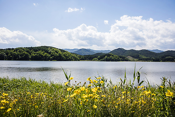 포토 JPG 주간 구름 꽃 호수 여행 하늘 산 풍경 사람없음 야외 강원도 고성_강원도 화진포 국내포토 자연요소 식물 한국 파일형식