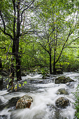 포토 JPG 주간 나무 여행 풍경 사람없음 야외 계곡 숲 강원도 태백 백천계곡 백두대간 국내포토 자연요소 식물 한국 파일형식