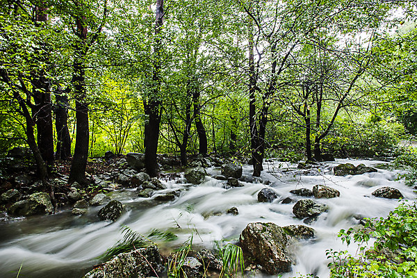 포토 JPG 주간 나무 여행 풍경 사람없음 야외 계곡 숲 강원도 태백 백천계곡 백두대간 국내포토 자연요소 식물 한국 파일형식