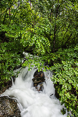 포토 JPG 주간 나무 여행 풍경 사람없음 야외 계곡 숲 강원도 태백 백천계곡 백두대간 국내포토 자연요소 식물 한국 파일형식