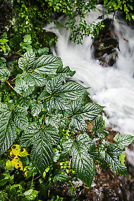 포토 JPG 주간 여행 나뭇잎 풍경 사람없음 야외 계곡 숲 강원도 태백 백천계곡 백두대간 국내포토 자연요소 잎 한국 파일형식
