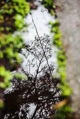 포토 JPG 주간 나무 여행 풍경 사람없음 야외 반사 계곡 숲 웅덩이 강원도 태백 국내포토 자연요소 식물 한국 파일형식