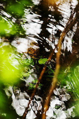 포토 JPG 주간 나무 여행 풍경 사람없음 야외 반사 계곡 숲 웅덩이 강원도 태백 국내포토 자연요소 식물 한국 파일형식