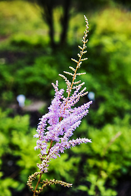 포토 JPG 주간 여행 풍경 근접촬영 사람없음 야외 아웃포커스 숲 강원도 수목원 태백 백두대간수목원 꽃향유 국내포토 자연요소 식물 뷰포인트 한국 촬영기법 파일형식