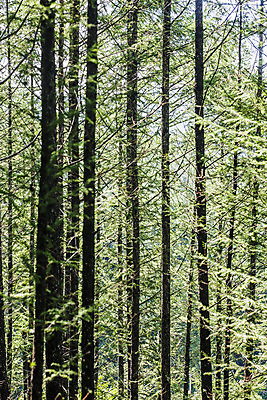 포토 JPG 주간 나무 여행 풍경 사람없음 야외 숲 강원도 수목원 태백 백두대간수목원 국내포토 자연요소 식물 한국 파일형식