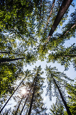 포토 JPG 주간 나무 로우앵글 여행 하늘 풍경 사람없음 야외 햇빛 숲 강원도 수목원 태백 백두대간수목원 국내포토 자연요소 식물 뷰포인트 한국 태양 파일형식