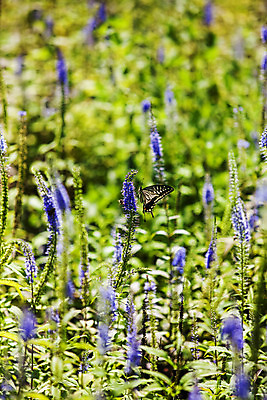 포토 JPG 주간 꽃 여행 나비 꽃밭 풍경 사람없음 야외 아웃포커스 숲 강원도 수목원 태백 백두대간수목원 국내포토 자연요소 식물 곤충 한국 촬영기법 파일형식