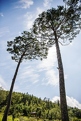 포토 JPG 주간 나무 구름 로우앵글 여행 하늘 풍경 사람없음 야외 소나무 숲 강원도 수목원 태백 백두대간수목원 국내포토 자연요소 식물 뷰포인트 한국 파일형식