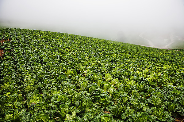 포토 JPG 주간 여행 풍경 사람없음 야외 안개 강원도 배추밭 태백 고랭지 백두대간 국내포토 자연요소 밭 농업 날씨 한국 파일형식