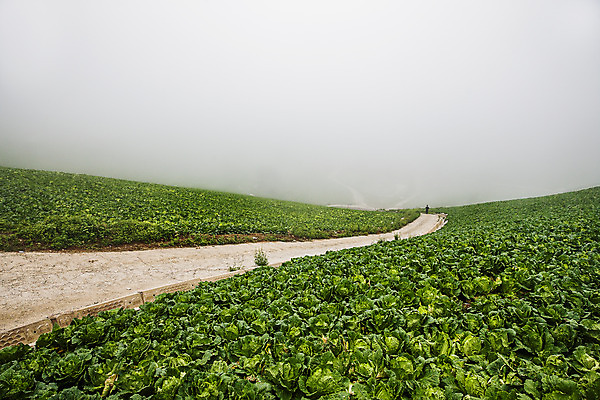 포토 JPG 주간 여행 풍경 사람없음 야외 안개 강원도 배추밭 태백 고랭지 백두대간 국내포토 자연요소 밭 농업 날씨 한국 파일형식
