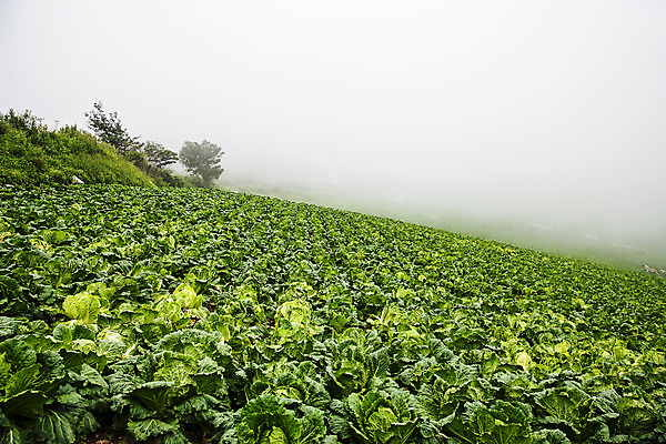 포토 JPG 주간 여행 풍경 사람없음 야외 안개 강원도 배추밭 태백 고랭지 백두대간 국내포토 자연요소 밭 농업 날씨 한국 파일형식