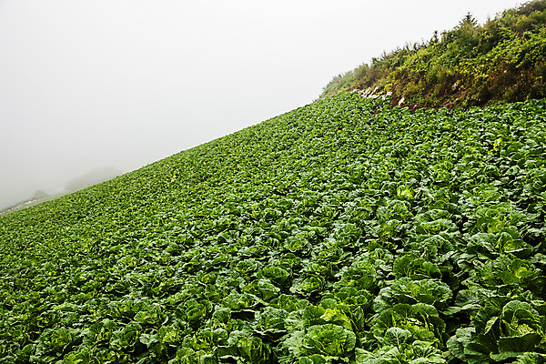 포토 JPG 주간 여행 풍경 사람없음 야외 안개 강원도 배추밭 태백 고랭지 백두대간 국내포토 자연요소 밭 농업 날씨 한국 파일형식