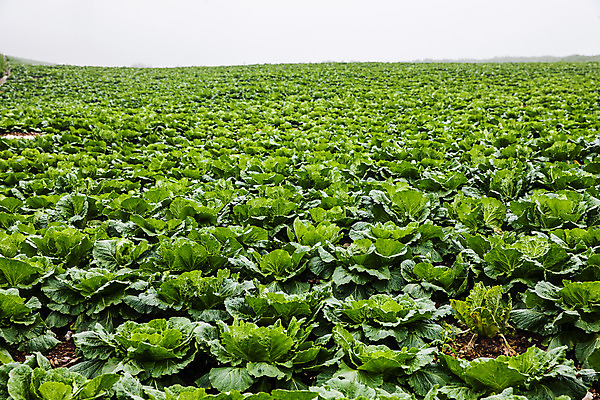 포토 JPG 주간 여행 풍경 사람없음 야외 안개 강원도 배추밭 태백 고랭지 백두대간 국내포토 자연요소 밭 농업 날씨 한국 파일형식