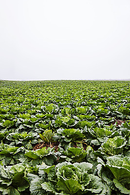포토 JPG 주간 여행 풍경 사람없음 야외 안개 강원도 배추밭 태백 고랭지 백두대간 국내포토 자연요소 밭 농업 날씨 한국 파일형식