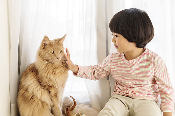 포토 JPG 한마리 남자 어린이 실내 한명 상반신 앞모습 반려동물 고양이 만지기 한국인 즐거움 반려 소년한명만 쓰다듬기 반려묘 메인쿤 국내포토 동물 1 감정 뷰포인트 포유류 모션 사람 동양인 내부 남자한명만 소년만 파일형식