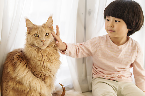 포토 JPG 한마리 남자 어린이 실내 한명 상반신 앞모습 반려동물 고양이 만지기 한국인 즐거움 반려 소년한명만 반려묘 메인쿤 국내포토 동물 1 감정 뷰포인트 포유류 모션 사람 동양인 내부 남자한명만 소년만 파일형식