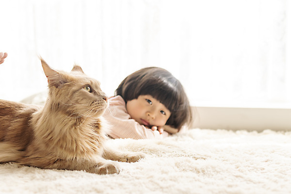 포토 JPG 한마리 응시 남자 어린이 엎드리기 실내 한명 상반신 옆모습 반려동물 고양이 한국인 즐거움 반려 소년한명만 반려묘 메인쿤 국내포토 동물 1 시선 감정 뷰포인트 포유류 모션 사람 동양인 내부 남자한명만 소년만 파일형식