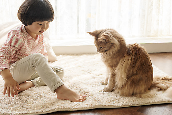 포토 JPG 전신 한마리 남자 어린이 장난 실내 한명 앉기 옆모습 반려동물 고양이 한국인 즐거움 반려 소년한명만 반려묘 메인쿤 국내포토 동물 1 감정 뷰포인트 포유류 모션 사람 동양인 내부 남자한명만 소년만 파일형식