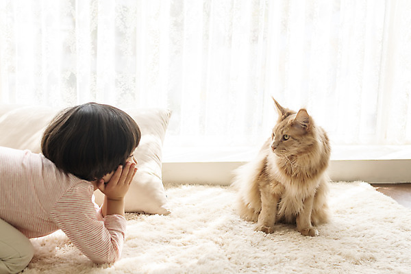 포토 JPG 한마리 응시 남자 어린이 실내 한명 상반신 옆모습 반려동물 고양이 턱괴기 한국인 즐거움 반려 소년한명만 반려묘 메인쿤 국내포토 동물 1 시선 감정 뷰포인트 포유류 모션 사람 동양인 내부 남자한명만 소년만 파일형식