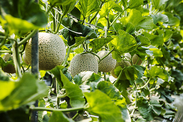 포토 JPG 주간 과일 사람없음 야외 멜론 전라남도 특산물 지역 비닐하우스 곡성 국내포토 자연요소 농업 전라도 파일형식