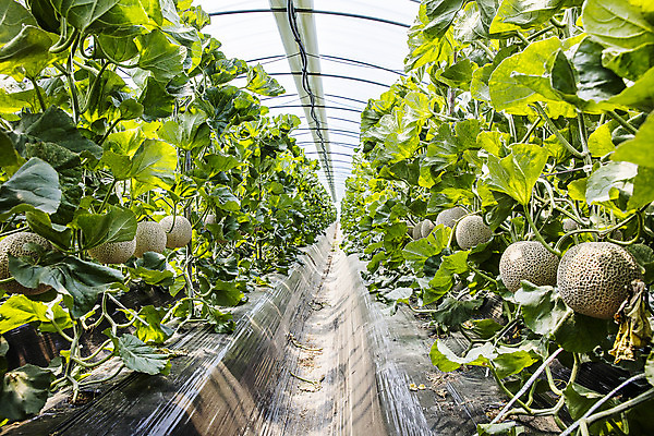 포토 JPG 주간 과일 사람없음 야외 멜론 전라남도 특산물 지역 비닐하우스 곡성 국내포토 자연요소 농업 전라도 파일형식