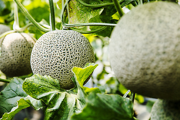 포토 JPG 주간 과일 근접촬영 사람없음 야외 멜론 전라남도 특산물 지역 비닐하우스 곡성 국내포토 자연요소 뷰포인트 농업 전라도 파일형식