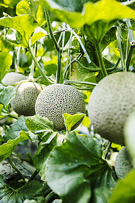 포토 JPG 주간 과일 근접촬영 사람없음 야외 멜론 전라남도 특산물 지역 비닐하우스 곡성 국내포토 자연요소 뷰포인트 농업 전라도 파일형식