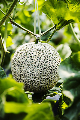 포토 JPG 주간 과일 근접촬영 사람없음 야외 멜론 전라남도 특산물 지역 비닐하우스 곡성 국내포토 자연요소 뷰포인트 농업 전라도 파일형식