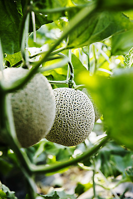 포토 JPG 주간 과일 근접촬영 사람없음 야외 아웃포커스 멜론 전라남도 특산물 지역 비닐하우스 곡성 국내포토 자연요소 뷰포인트 농업 촬영기법 전라도 파일형식