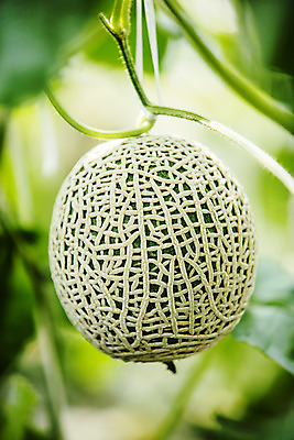 포토 JPG 주간 과일 근접촬영 사람없음 야외 멜론 전라남도 특산물 지역 비닐하우스 곡성 국내포토 자연요소 뷰포인트 농업 전라도 파일형식