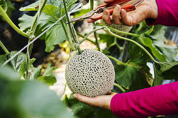 포토 JPG 주간 손 과일 야외 신체부위 멜론 자르기 전라남도 특산물 지역 비닐하우스 곡성 국내포토 자연요소 농업 모션 사람 전라도 파일형식