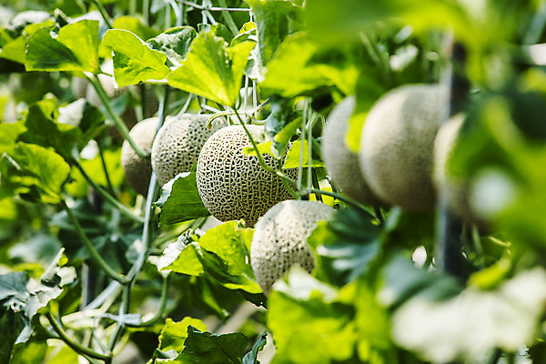 포토 JPG 주간 과일 사람없음 야외 아웃포커스 멜론 전라남도 특산물 지역 비닐하우스 곡성 국내포토 자연요소 농업 촬영기법 전라도 파일형식
