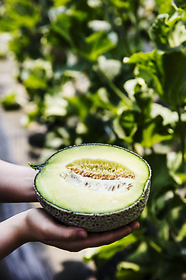 포토 JPG 주간 손 과일 단면 들기 야외 신체부위 멜론 전라남도 특산물 지역 비닐하우스 곡성 국내포토 자연요소 농업 모션 사람 전라도 파일형식