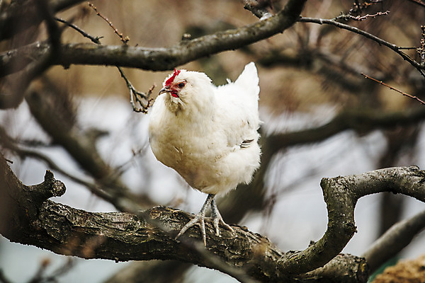 포토 JPG 주간 나무 한마리 사람없음 야외 아웃포커스 농장 닭 경상북도 특산물 지역 김천 청계 국내포토 자연요소 식물 1 농업 조류 촬영기법 경상도 파일형식