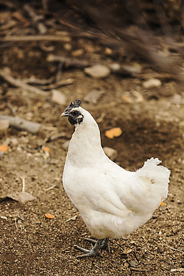 포토 JPG 주간 한마리 사람없음 야외 아웃포커스 농장 닭 경상북도 특산물 지역 김천 청계 국내포토 자연요소 1 농업 조류 촬영기법 경상도 파일형식