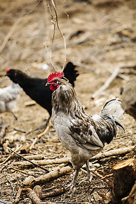 포토 JPG 주간 두마리 사람없음 야외 아웃포커스 농장 닭 경상북도 특산물 지역 김천 청계 국내포토 자연요소 2 농업 조류 촬영기법 경상도 파일형식