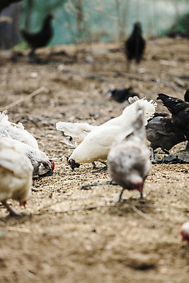 포토 JPG 주간 여러마리 사람없음 야외 아웃포커스 농장 닭 경상북도 특산물 지역 김천 청계 국내포토 자연요소 다수 농업 조류 촬영기법 경상도 파일형식