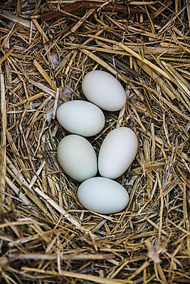 포토 JPG 주간 사람없음 야외 농장 여러개 닭 경상북도 특산물 지역 김천 청란 국내포토 자연요소 다수 농업 조류 계란 경상도 파일형식